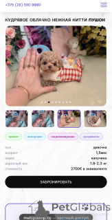 Photo №1. maltipu - for sale in the city of Minsk | 1800$ | Announcement № 165182