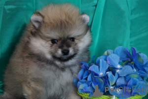 Photo №1. pomeranian - for sale in the city of Москва | 456$ | Announcement № 41025