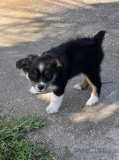 Photo №1. australian shepherd - for sale in the city of Hammersbach | 847$ | Announcement № 150658
