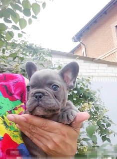 Photo №1. french bulldog - for sale in the city of Kiev | 1000$ | Announcement № 4365