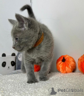 Photo №3. Two Russian Blue Kittens For sale. United States