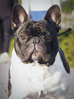 Photo №1. Mating service - breed: french bulldog. Price - negotiated