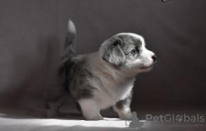 Photo №1. welsh corgi - for sale in the city of Москва | 1656$ | Announcement № 21676