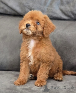 Photo №2 to announcement № 155340 for the sale of poodle (toy) - buy in United Kingdom private announcement