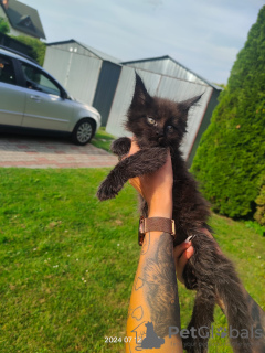 Additional photos: Maine coon kitten