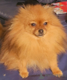 Photo №2 to announcement № 78095 for the sale of pomeranian - buy in Serbia breeder