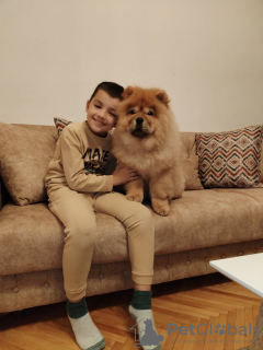 Photo №2 to announcement № 95577 for the sale of chow chow - buy in Serbia private announcement