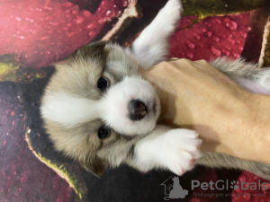 Photo №2 to announcement № 75486 for the sale of non-pedigree dogs - buy in Russian Federation private announcement