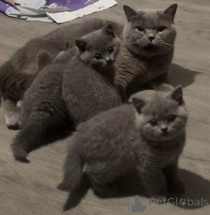 Photo №1. british shorthair - for sale in the city of Antwerp | Is free | Announcement № 167813