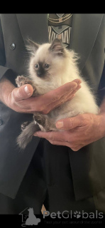 Photo №2 to announcement № 161655 for the sale of ragdoll - buy in Spain breeder