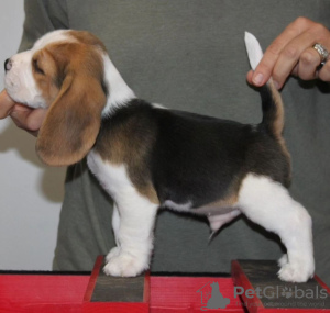 Photo №4. I will sell beagle in the city of Bonn. private announcement - price - 350$