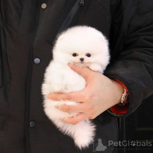 Photo №3. Lovely Teacup Pomeranian Puppies for Sale. United Kingdom