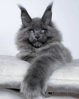Photo №1. maine coon - for sale in the city of Capri | negotiated | Announcement № 156255