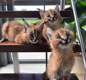 Photo №1. caracal - for sale in the city of Vilnius | negotiated | Announcement № 178506