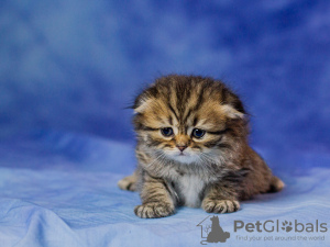 Photo №2 to announcement № 52476 for the sale of scottish fold - buy in Ukraine breeder