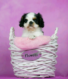 Photo №2 to announcement № 2485 for the sale of cavalier king charles spaniel - buy in Russian Federation 
