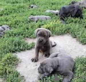 Photo №1. cane corso - for sale in the city of Milan | 1032$ | Announcement № 165794