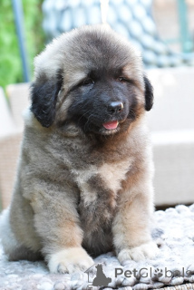 Photo №4. I will sell caucasian shepherd dog in the city of Panchevo. breeder - price - negotiated