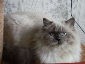 Photo №1. british longhair - for sale in the city of Tomsk | 390$ | Announcement № 6122