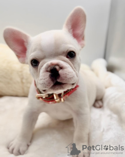 Photo №4. I will sell french bulldog in the city of Amsterdamscheveld. breeder - price - 229$