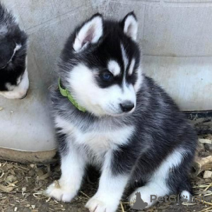 Photo №2 to announcement № 66244 for the sale of siberian husky - buy in Germany private announcement, breeder