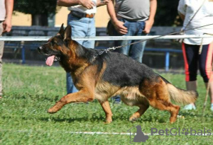 Additional photos: Applications for purchase of German Shepherd puppies are accepted
