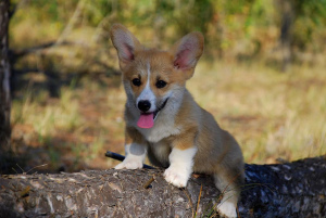 Photo №1. welsh corgi - for sale in the city of Shchelkino | negotiated | Announcement № 3549