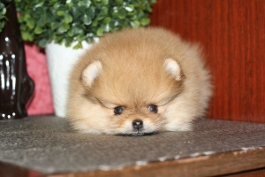 Photo №3. Miniature Spitz. Russian Federation