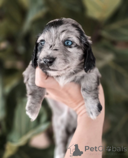 Photo №1. dachshund - for sale in the city of Bern | negotiated | Announcement № 155449