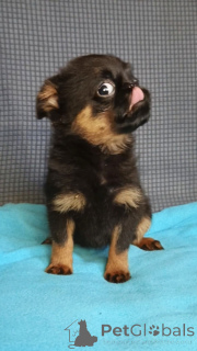 Photo №3. Petit Brabançon girl. Russian Federation