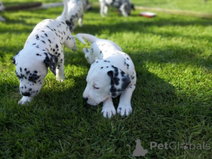 Photo №2 to announcement № 168268 for the sale of dalmatian dog - buy in Sweden private announcement, breeder