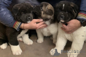 Photo №2 to announcement № 44524 for the sale of akita - buy in Germany private announcement