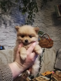 Photo №2 to announcement № 1283 for the sale of pomeranian - buy in Belarus private announcement