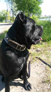 Photo №1. cane corso - for sale in the city of Minsk | 678$ | Announcement № 2882