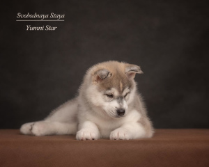 Photo №2 to announcement № 5643 for the sale of siberian husky - buy in Russian Federation breeder