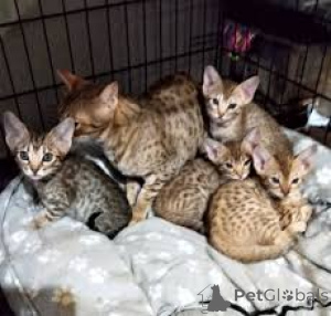 Photo №1. ocicat - for sale in the city of Paris | 516$ | Announcement № 165514