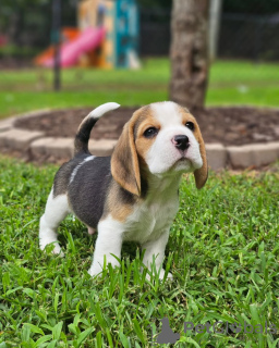 Photo №1. beagle - for sale in the city of Saarbrücken | 397$ | Announcement № 127644