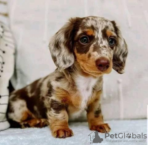Photo №1. dachshund - for sale in the city of New Orleans | 450$ | Announcement № 56353
