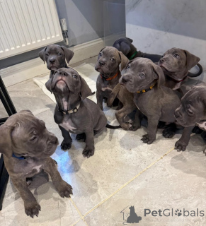Photo №1. cane corso - for sale in the city of bridging | 361$ | Announcement № 178858