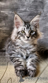 Photo №1. maine coon - for sale in the city of Queen Creek | 423$ | Announcement № 118135