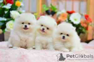 Photo №1. pomeranian - for sale in the city of Berlin | Is free | Announcement № 125319