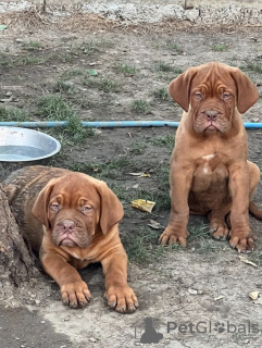 Photo №1. dogue de bordeaux - for sale in the city of Prokuplje | Is free | Announcement № 117008