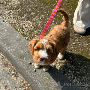 Photo №2 to announcement № 156417 for the sale of labradoodle - buy in Switzerland private announcement