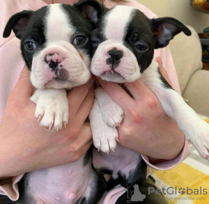 Photo №1. boston terrier - for sale in the city of Tallinn | negotiated | Announcement № 126951