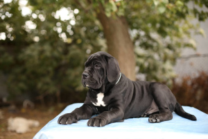 Photo №1. cane corso - for sale in the city of Kerch | 894$ | Announcement № 3638