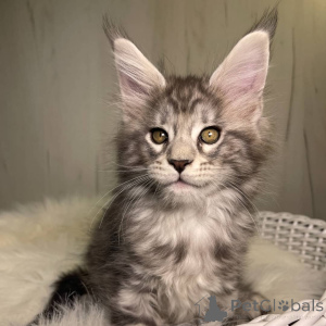 Photo №1. maine coon - for sale in the city of City of London | negotiated | Announcement № 160678