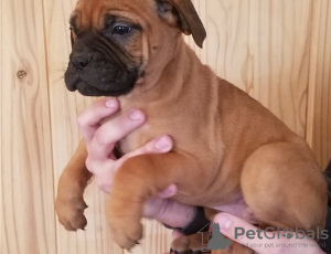 Photo №1. bullmastiff - for sale in the city of Berlin | Is free | Announcement № 126910