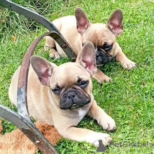 Photo №1. french bulldog - for sale in the city of Berlin | Is free | Announcement № 160165