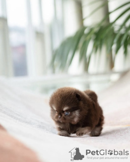 Photo №3. Cute little teacup Pomeranian puppy. United States
