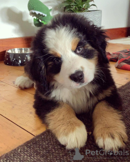 Photo №2 to announcement № 78859 for the sale of bernese mountain dog - buy in Germany private announcement